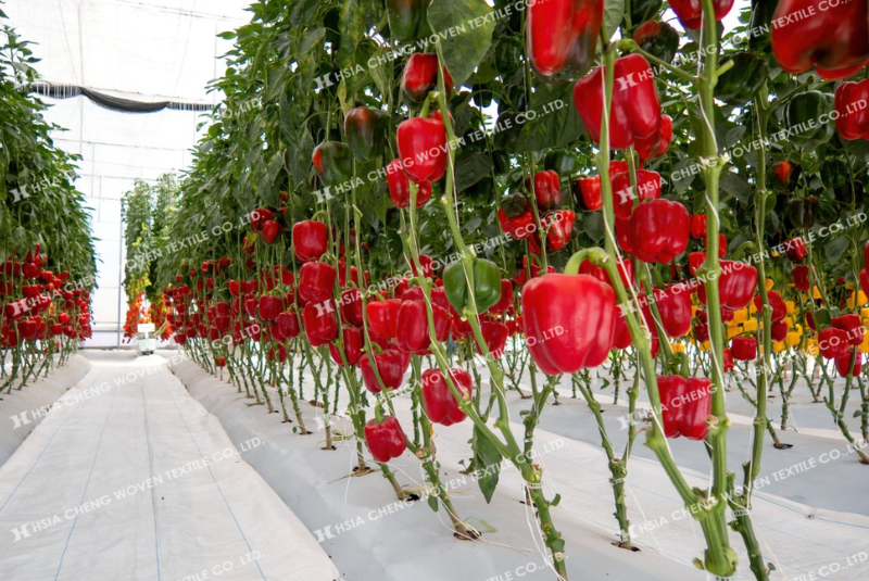 Bạt phủ chống cỏ giúp môi trường đất ổn định hơn