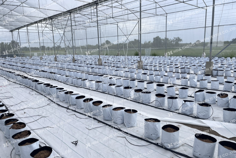Bạt trải nền nhà kính trong mô hình nhà màng hiện đại