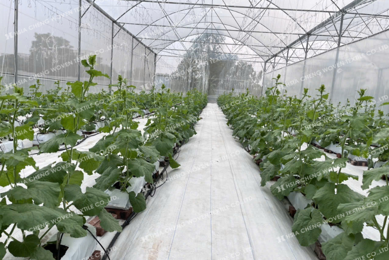 Nhà kính sạch sẽ hiện đại hơn với bạt trải nền nhà kính
