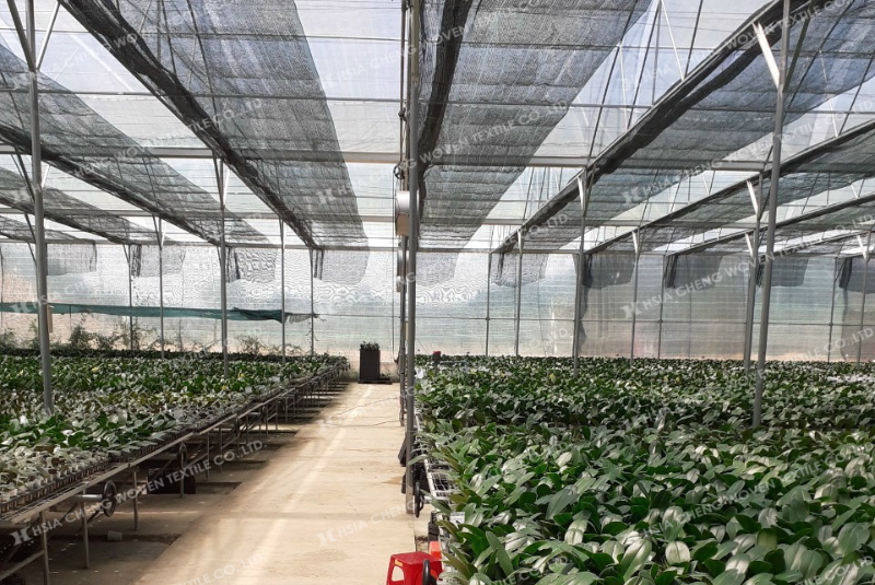 Lưới che nắng dệt thoi trong nhà kính trồng lan công nghệ cao