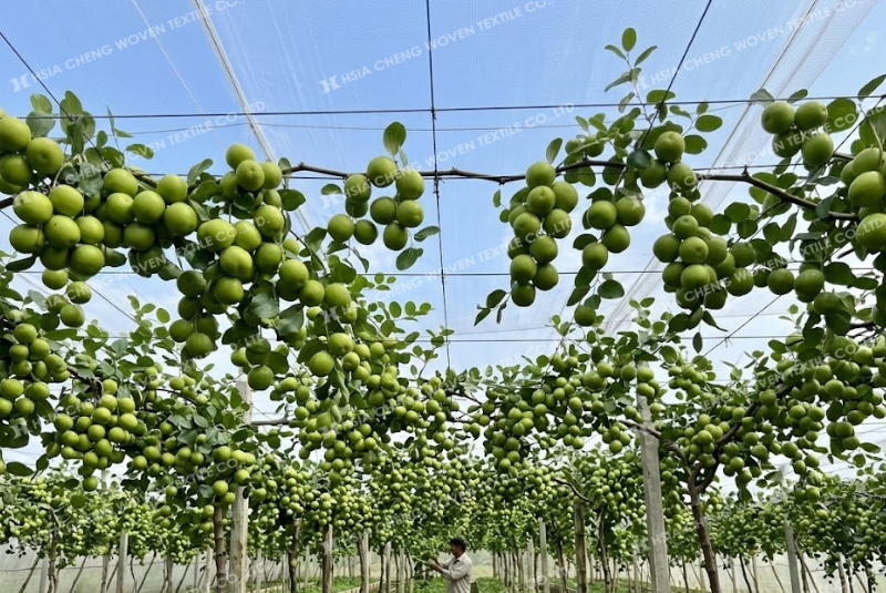 Lưới chắn côn trùng 18 mesh cho nhà lưới trùm táo Lưới chắn côn trùng 18 mesh cho nhà lưới trùm táo