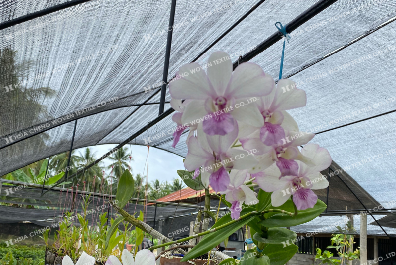 Chọn đúng tỉ lệ che nắng để lan phát triển tốt hơn