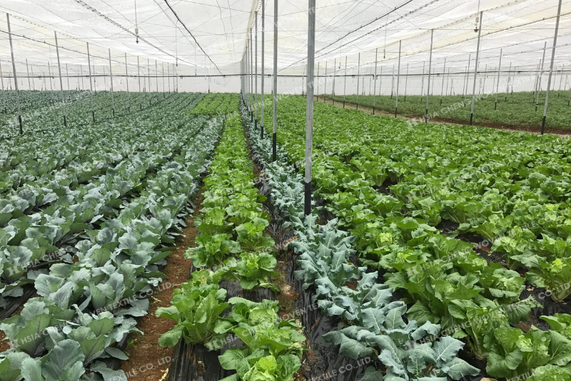 Xác định loại côn trùng cần phòng tránh để chọn loại lưới phù hợp Chọn kích thước mắt lưới phù hợp