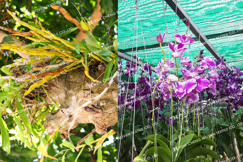 Lưới che nắng giúp cây trồng phát triển ổn định hơn Lưới che nắng giúp cây trồng phát triển ổn định hơn