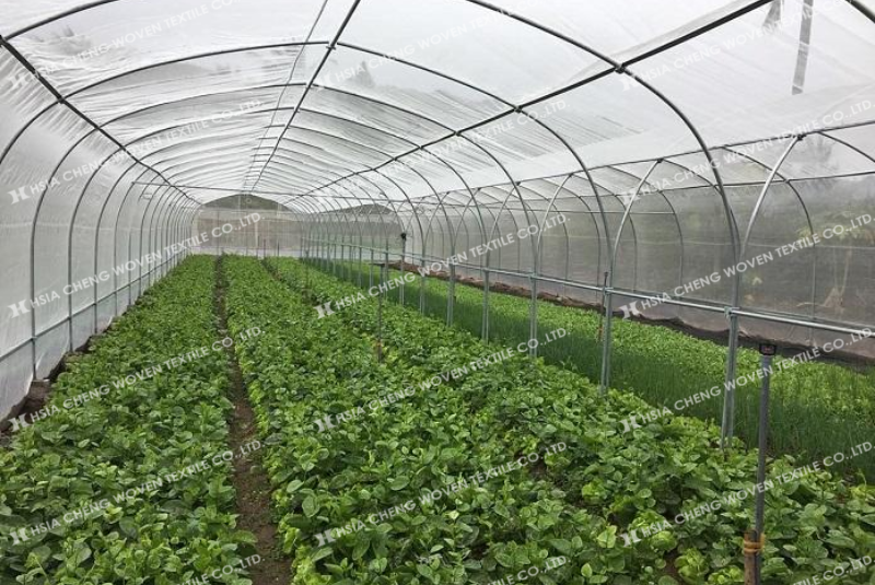 dùng lưới chắn côn trùng thay thế thuốc bảo vệ thực vật