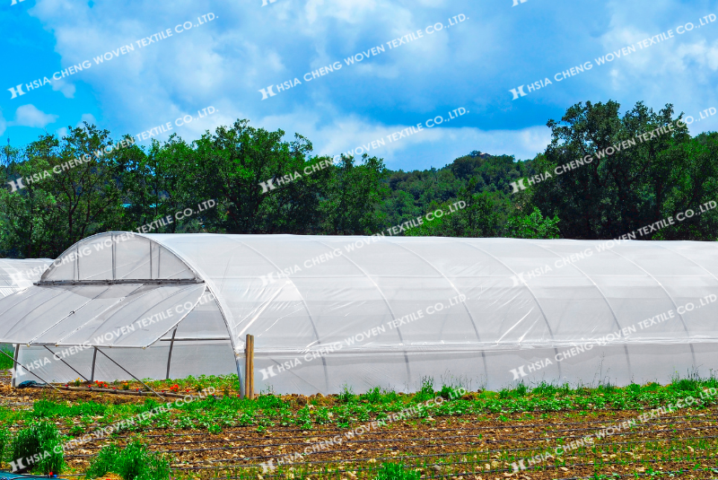 Cần cân nhắc để chọn loại màng nhà kính phù hợp cho từng mô hình canh tác