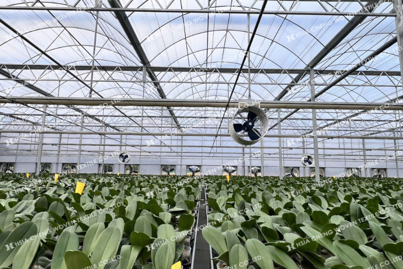 Màng nhà kính Plastika Kitis Sunmaster trong nhà màng trồng hoa lan