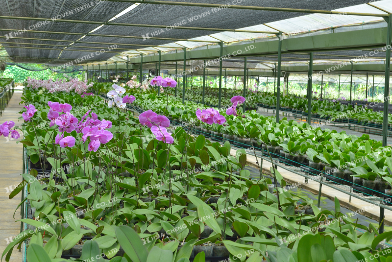 Lưới che nắng ứng dụng trong mô hình nhà kính trồng lan Lưới che nắng dệt thoi
