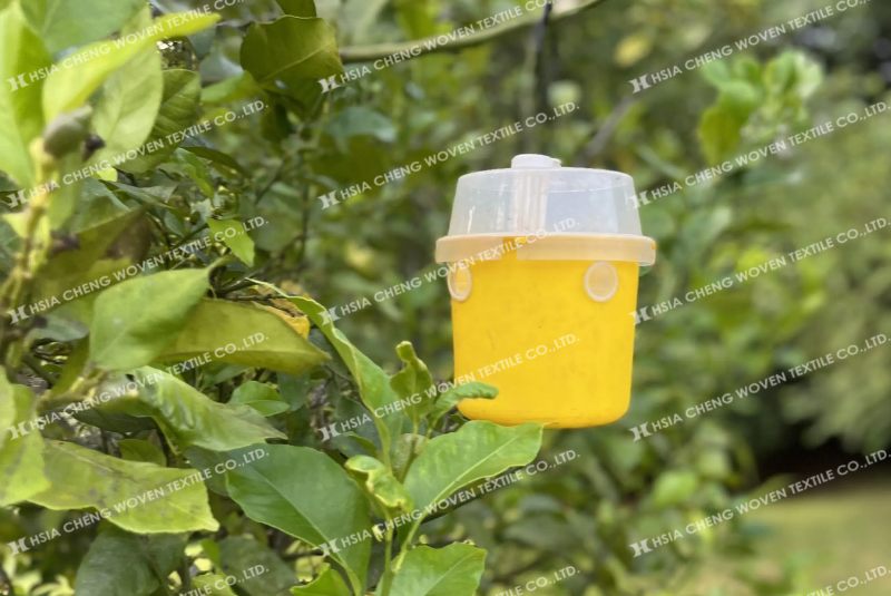 Một số nhà vườn dùng bẫy để ngăn ruồi vàng Bẫy diệt ruồi vàng