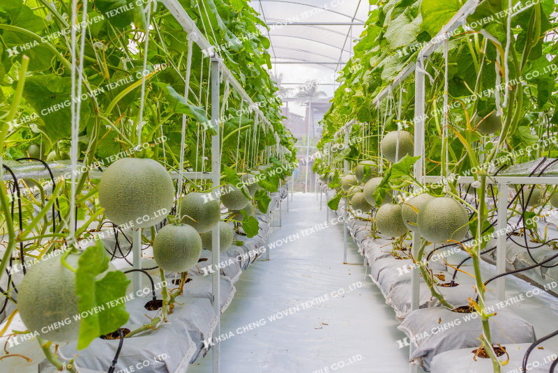 Sử dụng dây treo trong nhà màng trồng dưa lưới