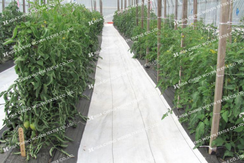 Nhớ kiểm tra bạt định kỳ để tránh trường hợp cỏ mọc tại các điểm hở
