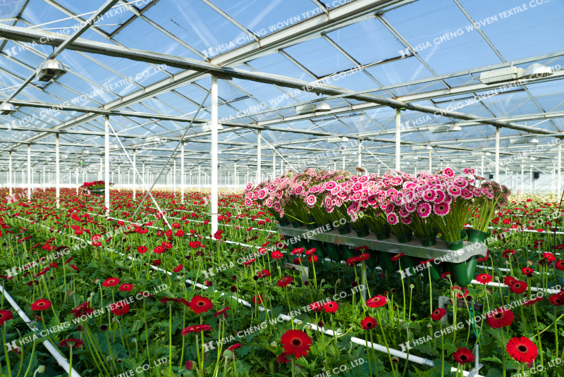 Nên chọn màng nhà kính phù hợp với từng giống hoa
