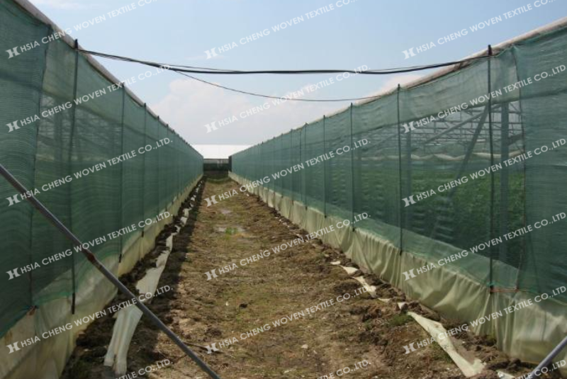 Chọn đúng lưới cho màng giúp tiết kiệm chi phí lâu dài Chọn đúng lưới cho màng giúp tiết kiệm chi phí lâu dài