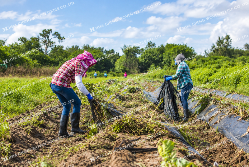 Thu gom bạt phủ chống cỏ sau một mùa vụ để tái sử dụng cho vụ sau bảo quản bạt phủ chống cỏ