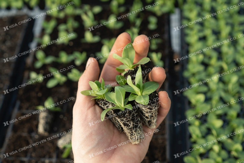Nên kiểm tra cây giống trước khi đưa vào nhà màng để hạn chế sâu bệnh Nên kiểm tra cây giống trước khi đưa vào nhà màng để hạn chế sâu bệnh